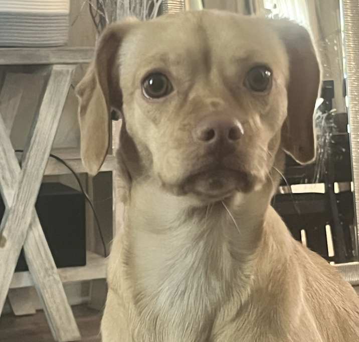 Photo of Luna