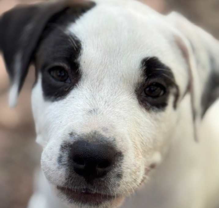 Photo of Ziti
