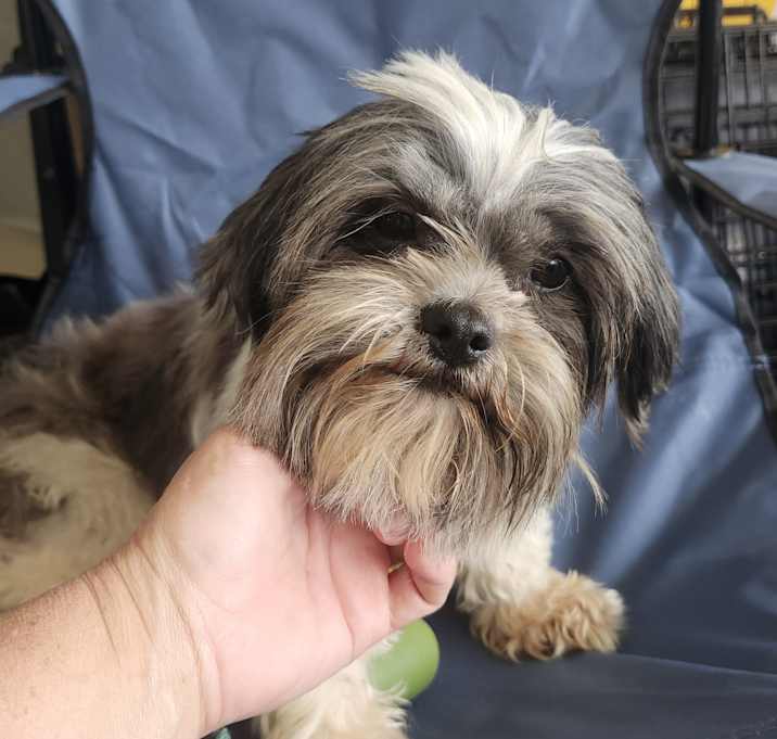 Photo of Lil mama