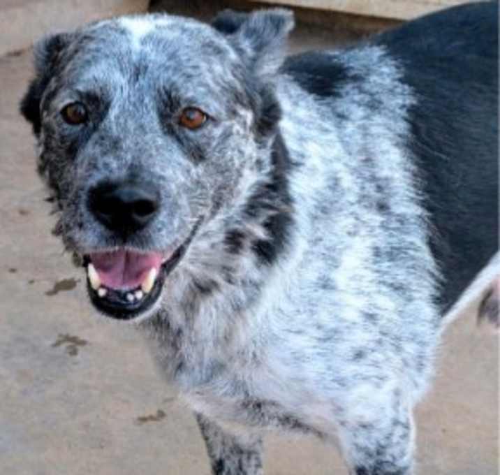 Photo of KINGSLEY (tripawd)