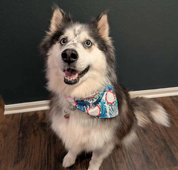 Photo of Koda