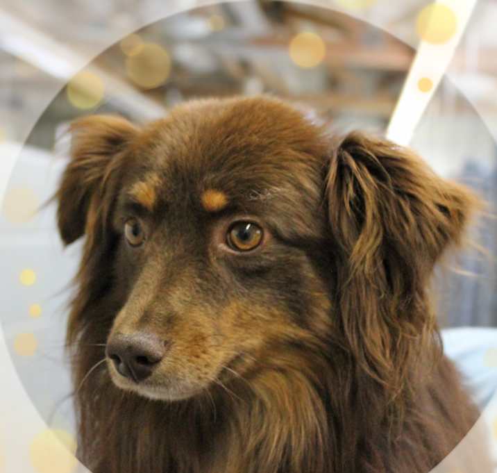 Photo of Barney