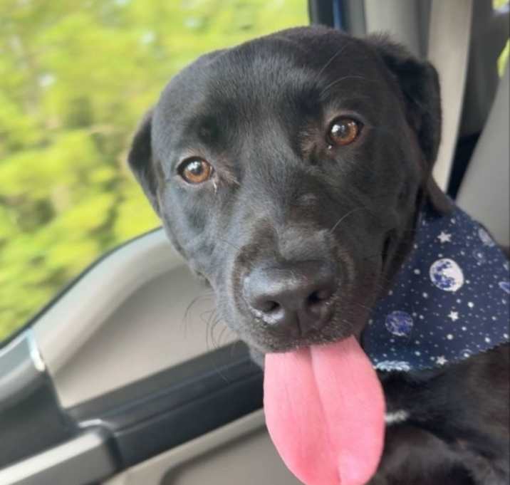 Photo of Moose