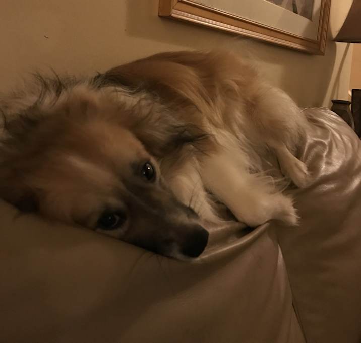 Photo of Cody