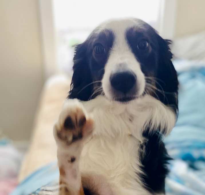 Photo of Luna