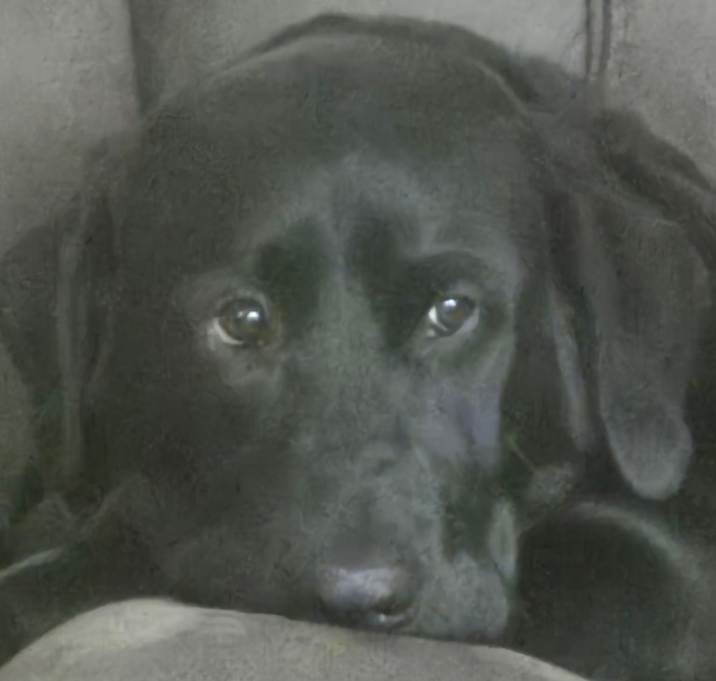 Photo of Gunner
