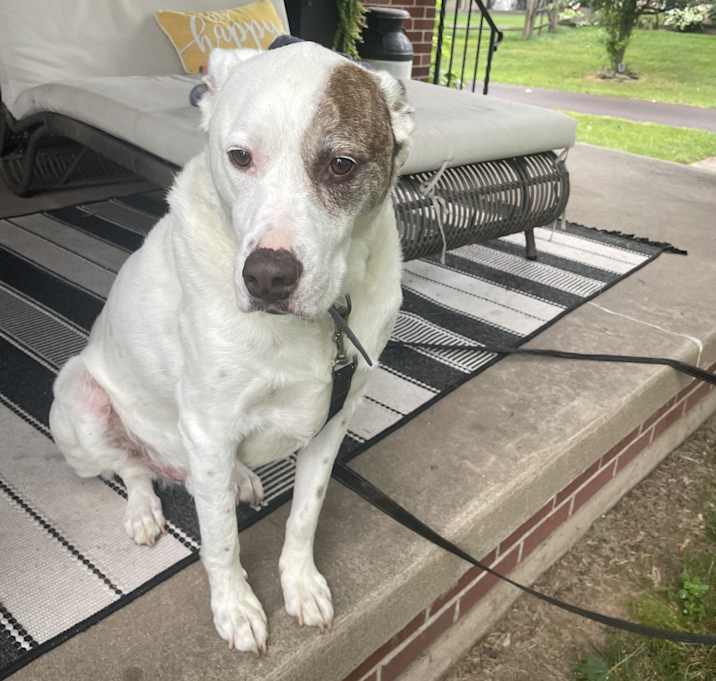 Photo of Diesel