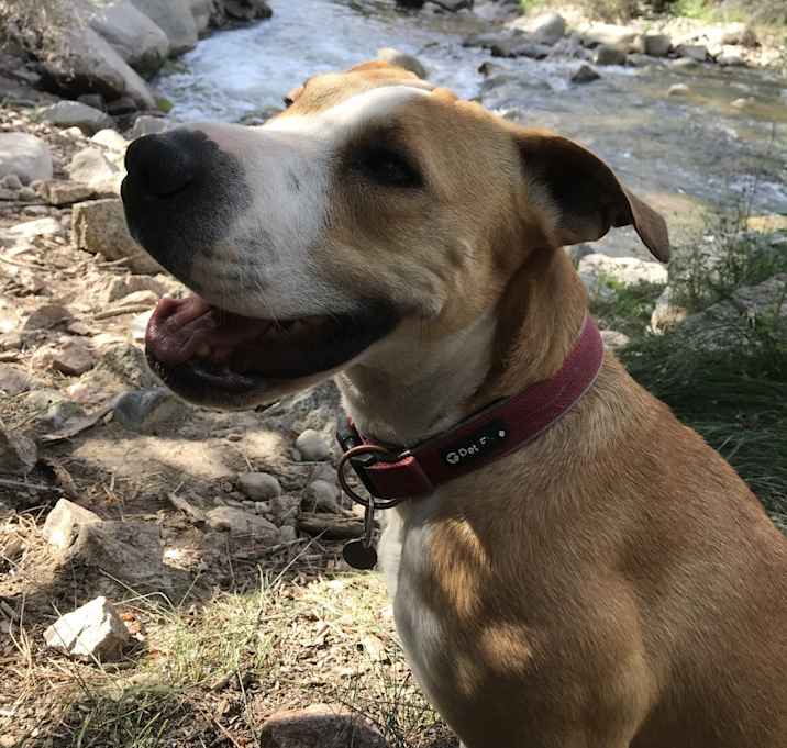 Photo of Roo