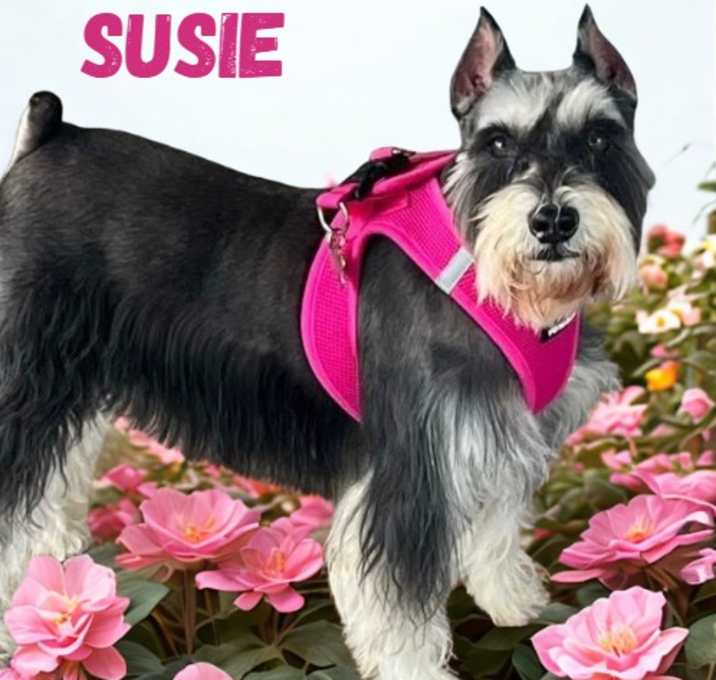Photo of Susie