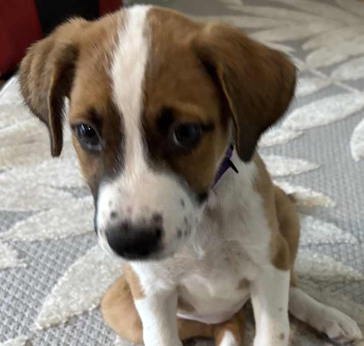Photo of Harley