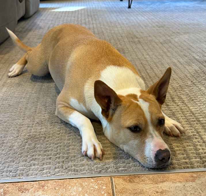 Photo of Piper
