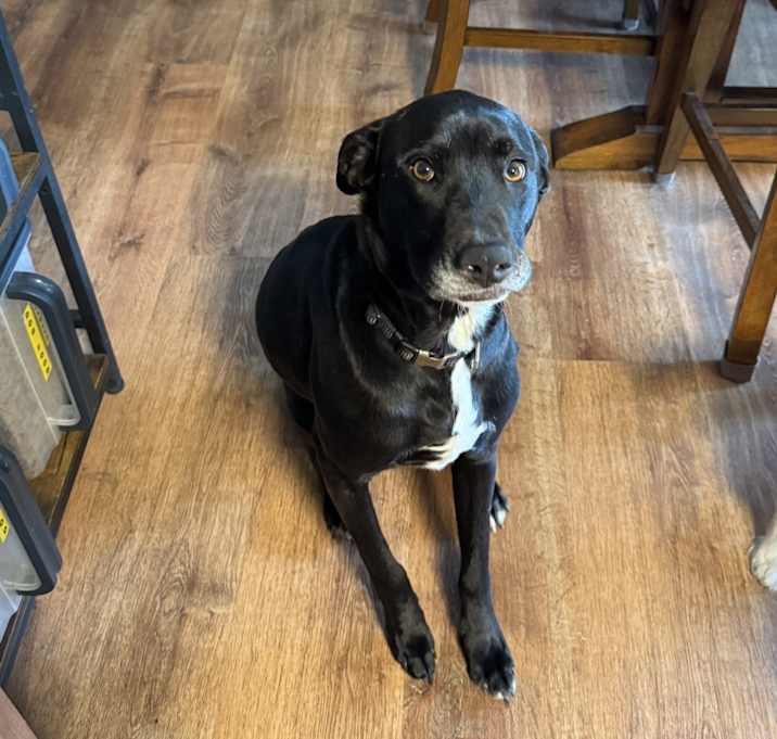 Photo of Riley