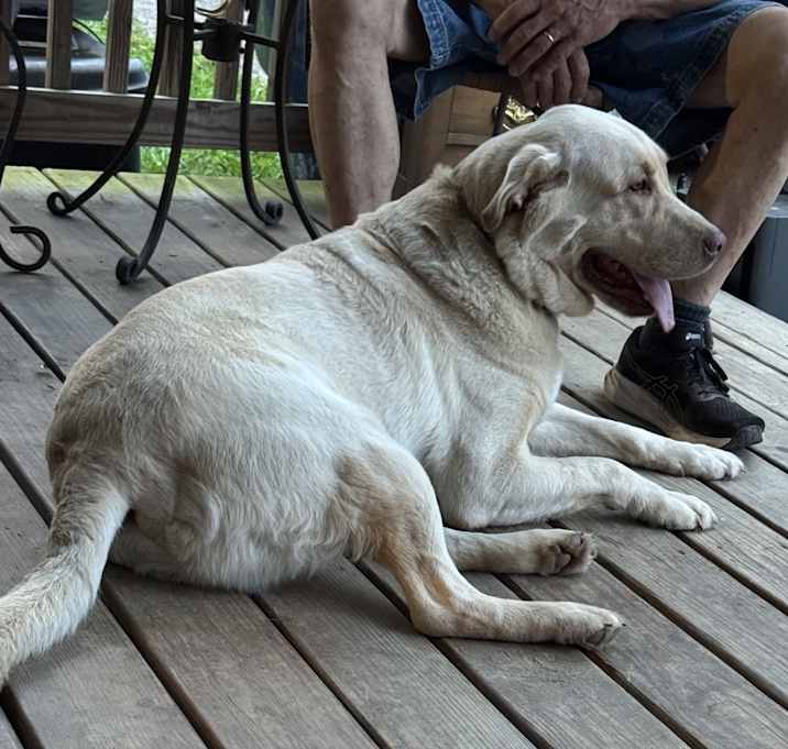 Photo of Hank
