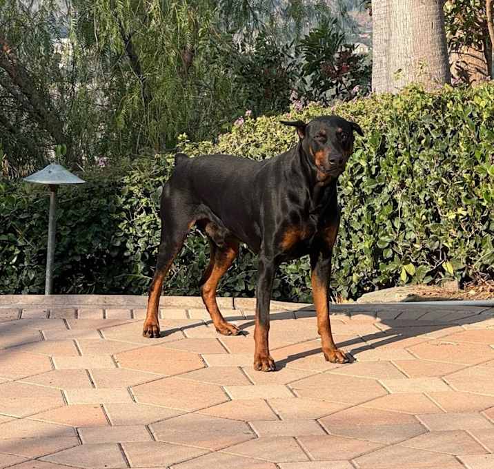 Photo of Lucky