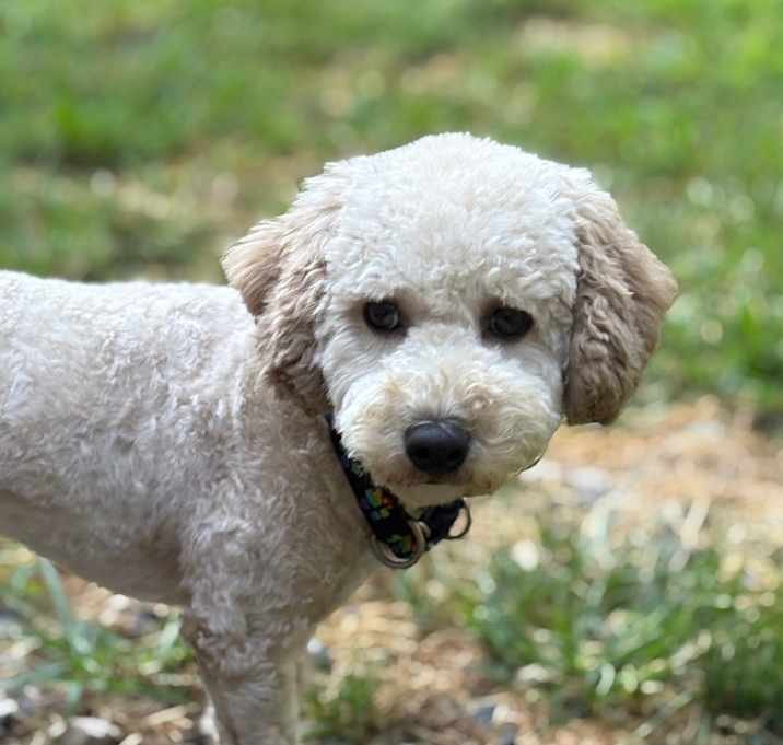 Photo of Hopper 