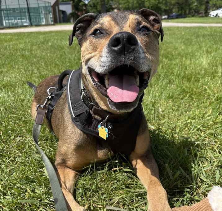 Photo of Louie