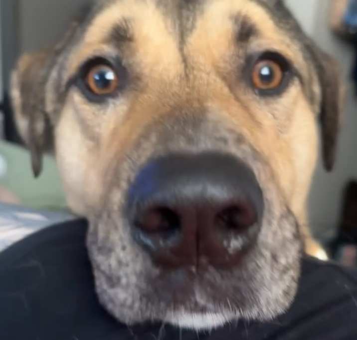 Photo of Harvey