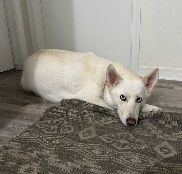 Photo of Nala