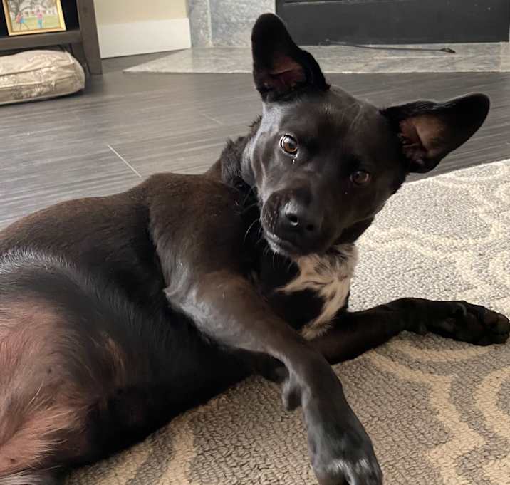 Photo of Well Behaved Lady Lucy