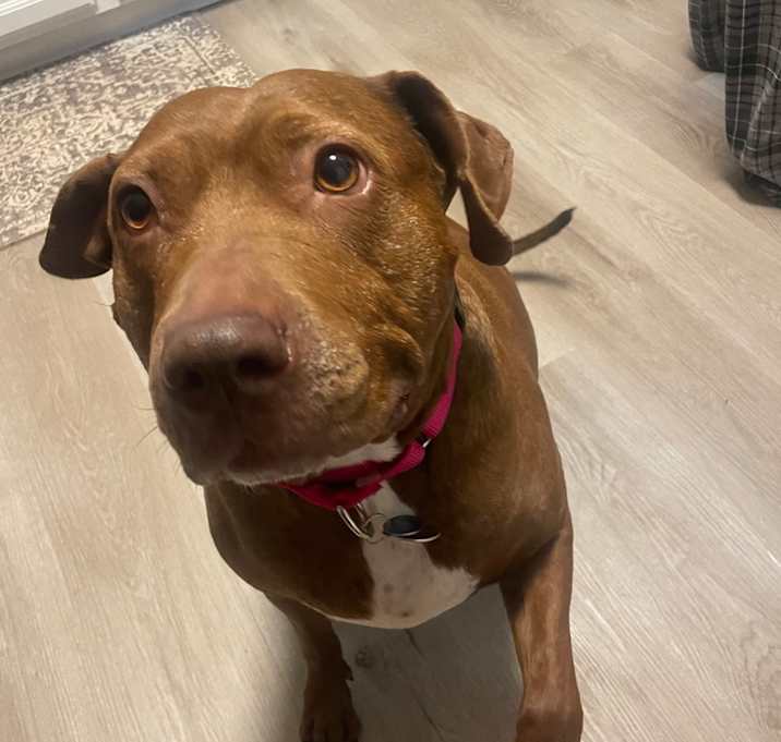 Photo of Honey