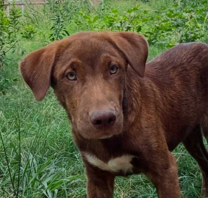 Photo of Bear