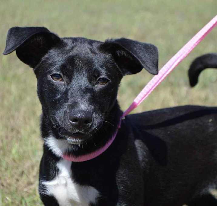 Photo of DAISY/URGENT