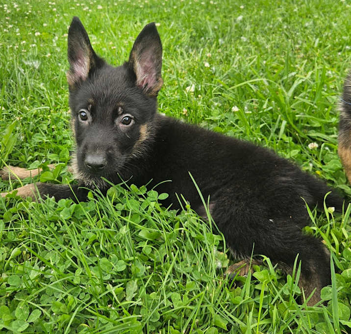 Photo of Rocky