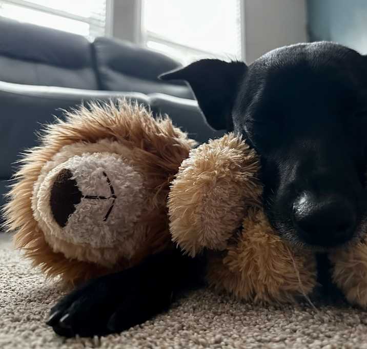 Photo of Bruno