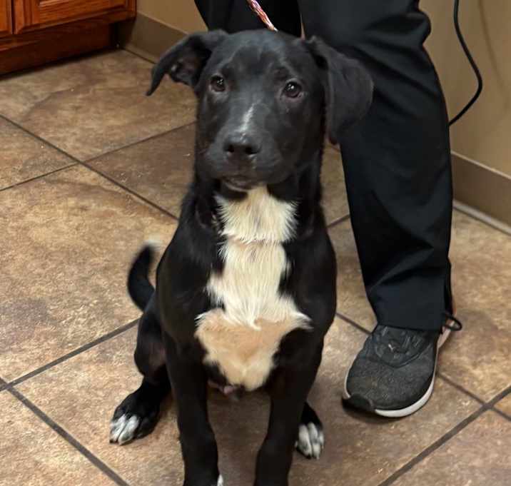 Photo of Charles ~ Goodest boy ever ~