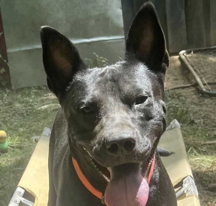 Photo of Dante