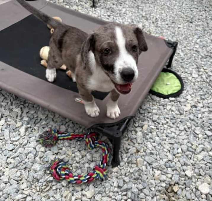 Photo of Daisy