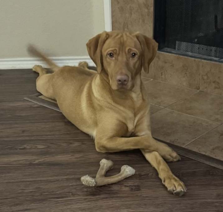 Photo of Maverick