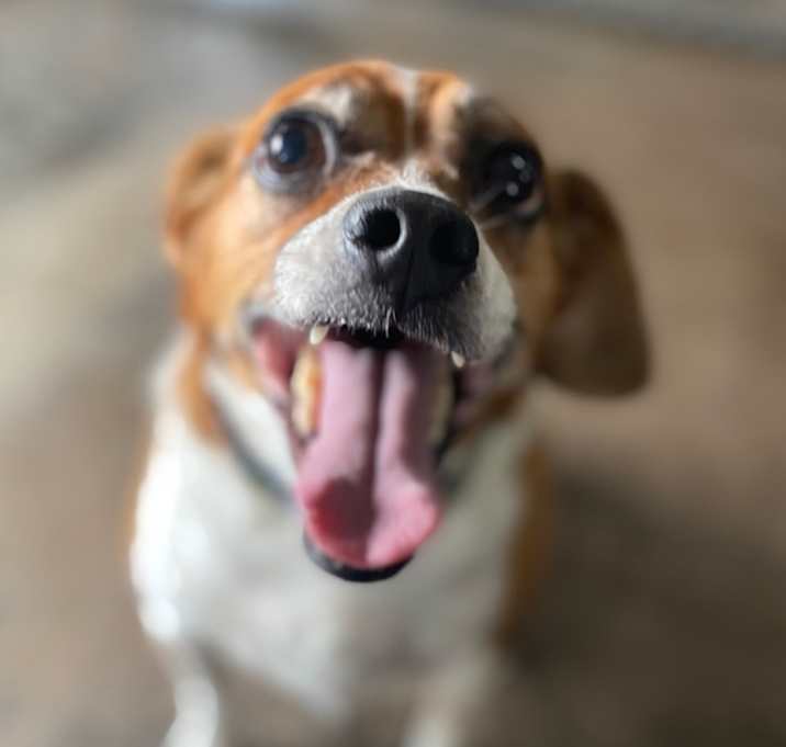 Photo of Cheeto