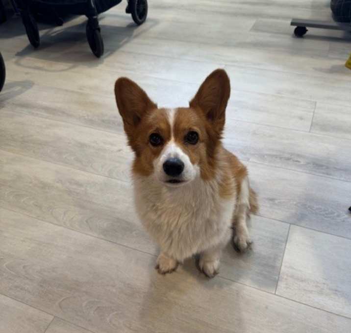 Photo of Kuma