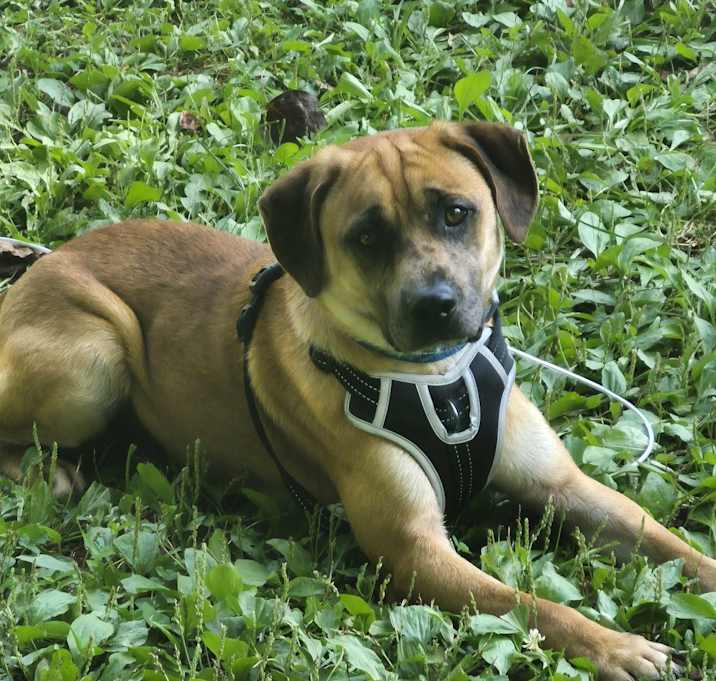Photo of Buddy