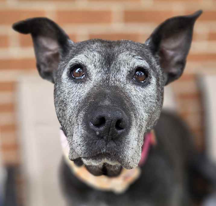 Photo of Iris