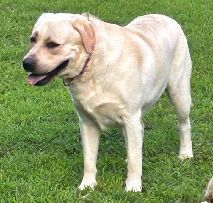 Photo of Chase