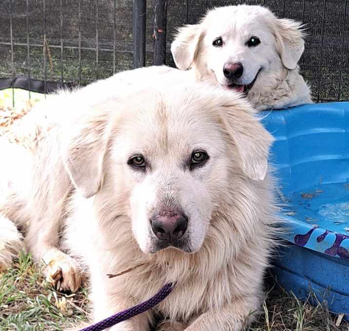 Photo of BEAR & WALLOW