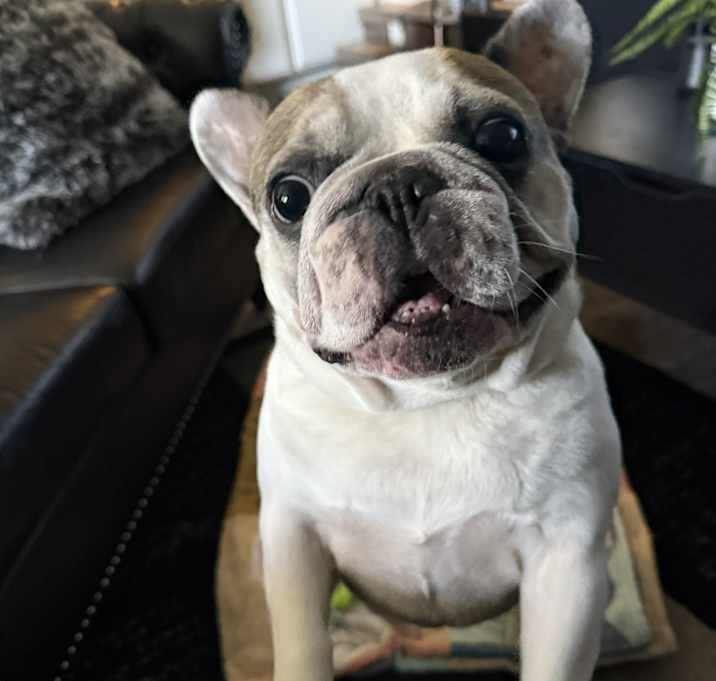 Photo of Ziggy