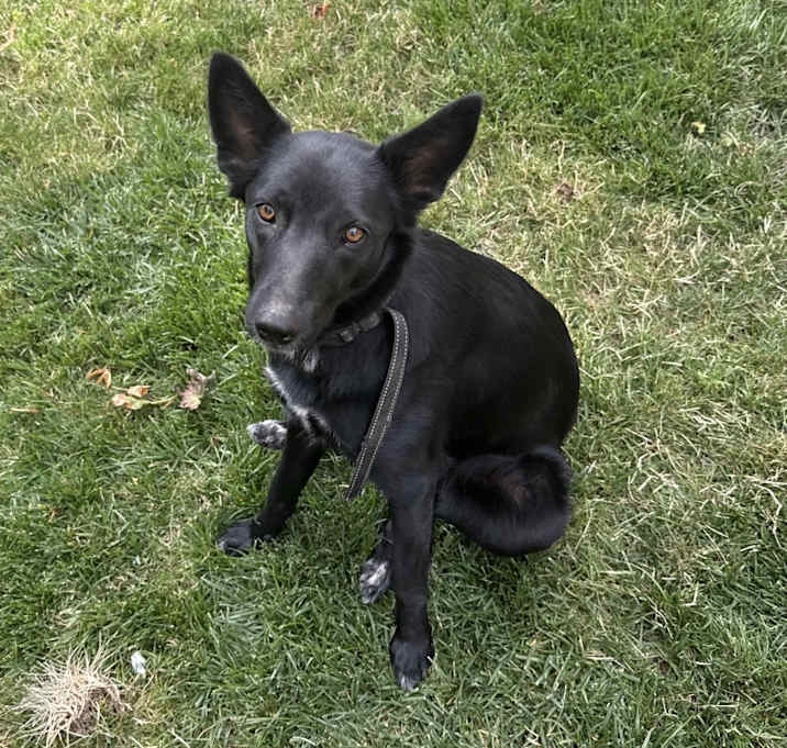 Photo of Olive