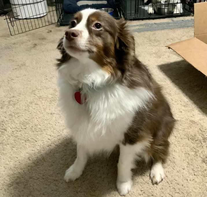 Photo of Cooper