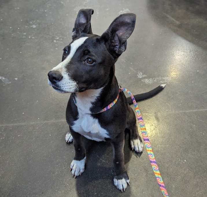 Photo of Coco