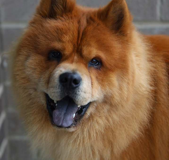 Photo of Laddu