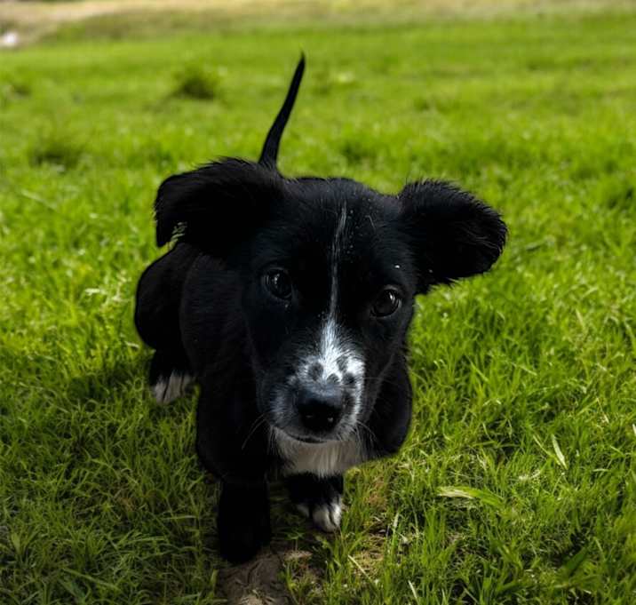 Photo of Birdie