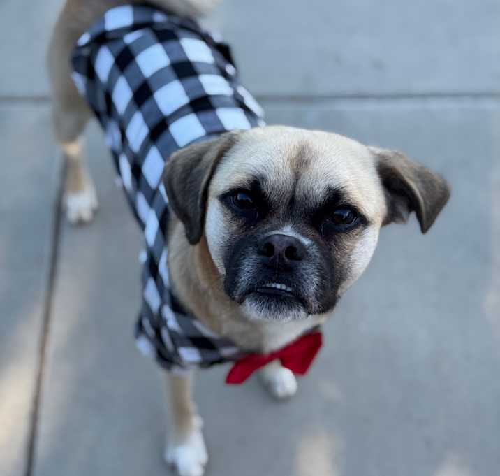 Photo of Rocky