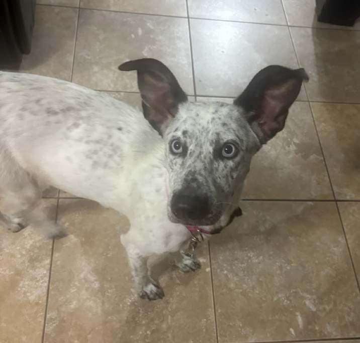 Photo of Kona