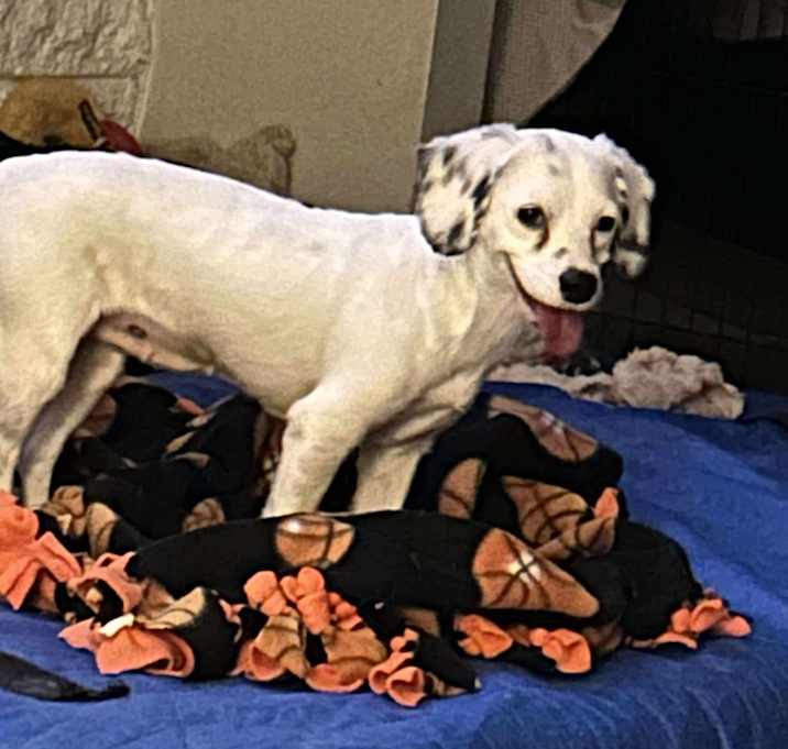 Photo of Auntie OS NV