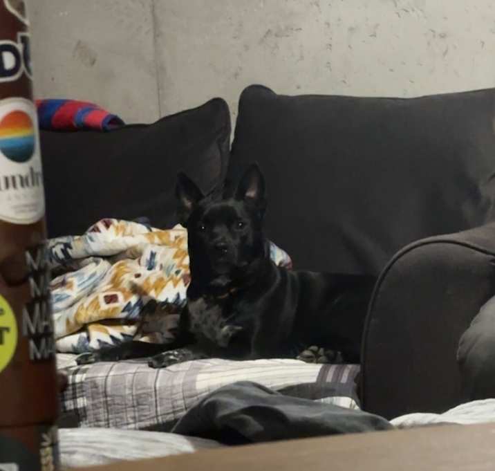 Photo of Midnight