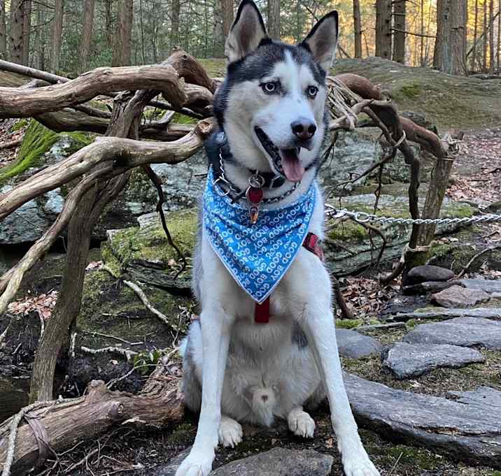 Photo of Balto