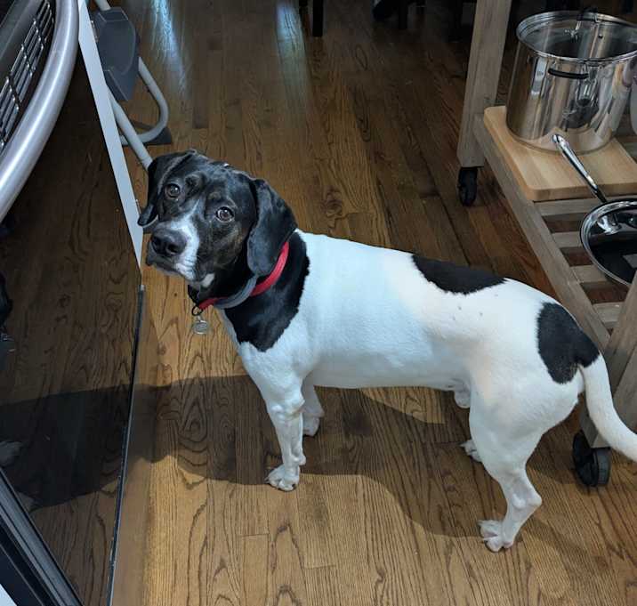 Photo of Roscoe